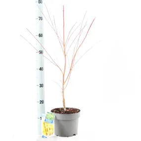 5x Acer Palmatum Sangokaku 19cm Pot 60cm Shrub Plant 5x Acer Palmatum Sangokaku 19cm Pot 60cm Shrub Plant