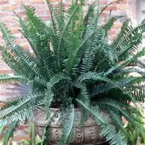 Begonia Fern Kimberly Queen 10" Begonia Fern Kimberly Queen 10"