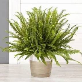 Begonia Fern Kimberly Queen 1gal Begonia Fern Kimberly Queen 1gal