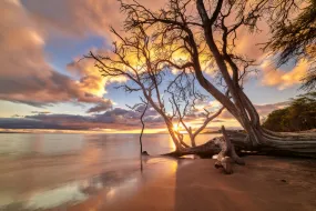 Golden Star by Andrew Shoemaker Golden Star by Andrew Shoemaker