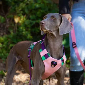 Pet Contrast Color Chest Harness and Dog Traction Rope - Explosion-Proof Vest Style Pet Contrast Color Chest Harness and Dog Traction Rope - Explosion-Proof Vest Style