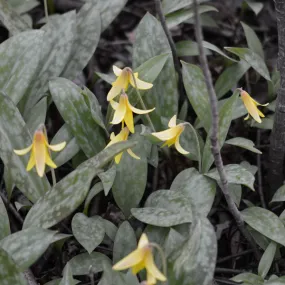 Trout Lily Trout Lily