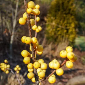 Winterberry (Female) - Ilex verticillata 'Chrysocarpa' Winterberry (Female) - Ilex verticillata 'Chrysocarpa'